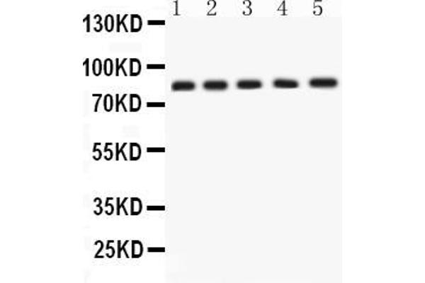 APLP1 antibody  (N-Term)