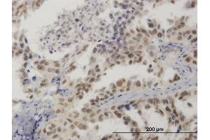 Immunostaining (ISt) image for anti-High Mobility Group 20B (HMG20B) (AA 1-109) antibody (ABIN564499)