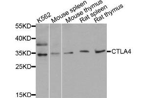 Western blot analysis of extracts of various cell lines, using CTLA4 antibody (ABIN5971094) at 1/1000 dilution. (CTLA4 antibody)