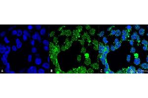 Immunocytochemistry/Immunofluorescence analysis using Mouse Anti-PP5 Monoclonal Antibody, Clone 2E11 .