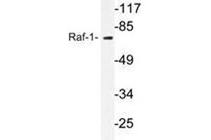 Western blot analysis of C-Raf antibody in extracts from 293 cells. (RAF1 antibody)