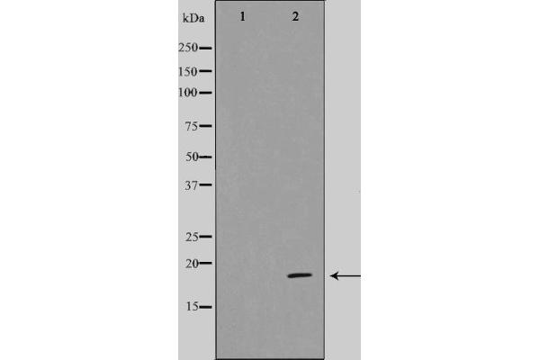 CDK2AP1 antibody  (C-Term)