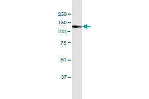 Western Blotting (WB) image for anti-Vinculin (VCL) (AA 1-1066) antibody (ABIN521308)