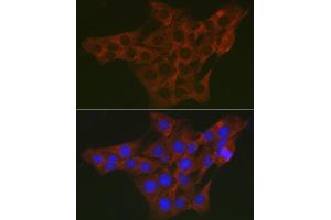 Immunofluorescence analysis of PC-12 cells using WNK3 Rabbit pAb (ABIN7271382) at dilution of 1:200 (40x lens). (WNK3 antibody  (AA 500-600))