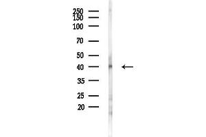 Western blot analysis of lysates from Mouse liver, using RL3 Antibody at 1/1000 dilution.