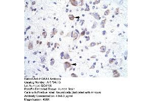 Human Brain (HOXA1 antibody  (Middle Region))