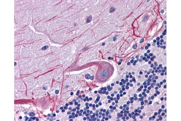 SKA1 antibody  (C-Term)