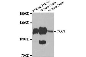Western blot analysis of extracts of various cell lines, using OGDH Antibody (ABIN6292773) at 1:1000 dilution. (alpha KGDHC antibody)