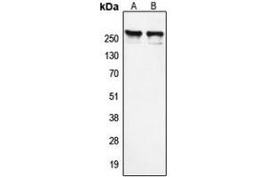 Western blot analysis of NCOR1 expression in K562 (A), HeLa (B) whole cell lysates. (NCOR1 antibody  (N-Term))