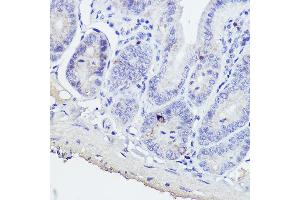 Immunohistochemistry of paraffin-embedded mouse intestin using GIP Rabbit pAb (ABIN6130966, ABIN6141091, ABIN6141092 and ABIN6221825) at dilution of 1:50 (40x lens). (GIP antibody  (AA 22-153))