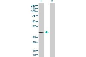 Western Blot analysis of PCSK1N expression in transfected 293T cell line by PCSK1N MaxPab polyclonal antibody. (PCSK1N antibody  (AA 1-260))