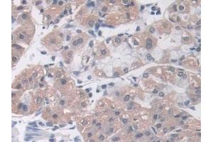 Immunohistochemistry (IHC) image for anti-MOCO Sulphurase C-terminal Domain Containing 1 (MOSC1) (AA 41-335) antibody (ABIN7430258)