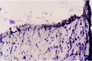 Expression of EDNRB in rat thalamus - Immunohistochemical staining of rat dorsal peri-ventricular thalamus using Anti-Endothelin Receptor B Antibody (ABIN7043120, ABIN7044240 and ABIN7044241). (EDNRB antibody  (3rd Intracellular Loop))