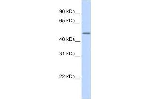 Western Blotting (WB) image for anti-Keratin 16 (KRT16) antibody (ABIN2458635) (KRT16 antibody)