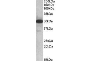 Western Blotting (WB) image for anti-Thioredoxin Domain Containing 5 (Endoplasmic Reticulum) (TXNDC5) (Internal Region) antibody (ABIN2464475) (TXNDC5 antibody  (Internal Region))