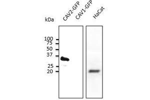 Caveolin 2 antibody  (N-Term)