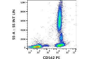 SELPLG antibody  (PE)