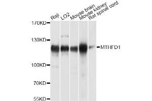 Western blot analysis of extracts of various cell lines, using MTHFD1 antibody (ABIN5996305) at 1/1000 dilution. (MTHFD1 antibody)