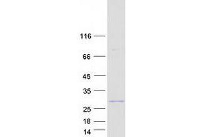 Validation with Western Blot (C16orf80 Protein (Myc-DYKDDDDK Tag))