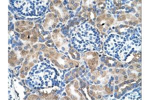 SOD1 antibody was used for immunohistochemistry at a concentration of 4-8 ug/ml.