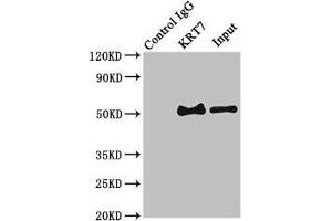 Immunoprecipitating KRT7 in HepG2 whole cell lysate Lane 1: Rabbit control IgG (1 μg) instead of ABIN7157444 in HepG2 whole cell lysate. (Cytokeratin 7 antibody  (AA 2-469))