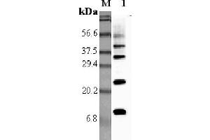 Western blot analysis using anti-RELM-α (rat), pAb  at 1:5'000 dilution. (RELM alpha antibody)