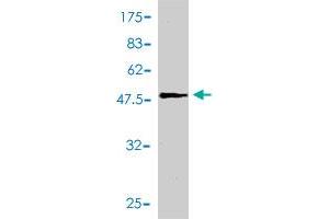 Western Blot detection against Immunogen (50. (RAB3A antibody  (AA 1-220))