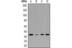 Western blot analysis of IDH3 gamma expression in HEK293T (A), MCF7 (B), mouse heart (C), rat heart (D) whole cell lysates. (IDH3G antibody)