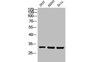 Western Blot analysis of 293T HELA using Carbonyl Reductase 1 Polyclonal Antibody.