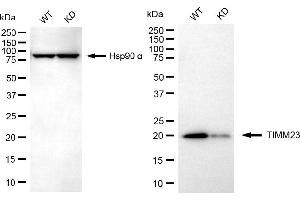 Western blotting analysis using TIMM23 antibody (ABIN7800614).