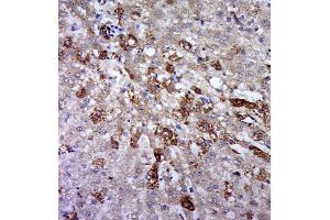 Paraformaldehyde-fixed, paraffin embedded rat liver, Antigen retrieval by boiling in sodium citrate buffer (pH6. (CD130/gp130 antibody  (pSer782))