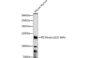 Western blot analysis of extracts of mouse thymus, using PI3 Kinase p110 delta antibody (ABIN7269327) at 1:1000 dilution. (PIK3CD antibody  (AA 150-250))