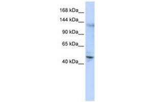 Image no. 1 for anti-Zinc Finger Protein 197 (ZNF197) (C-Term) antibody (ABIN6740562) (ZNF197 antibody  (C-Term))