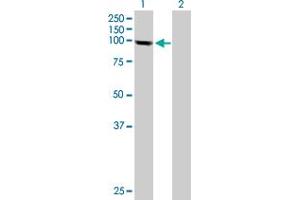 Western Blot analysis of PGBD1 expression in transfected 293T cell line by PGBD1 MaxPab polyclonal antibody. (PGBD1 antibody  (AA 1-809))