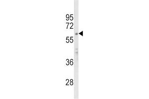 APEX2 antibody