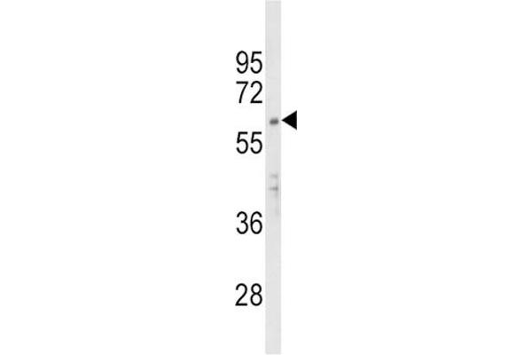 APEX2 antibody