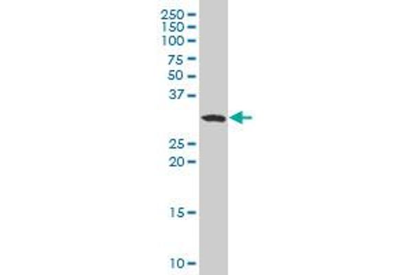 ASB11 antibody  (AA 214-323)