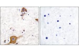 Immunohistochemistry analysis of paraffin-embedded human brain tissue, using NRG1 isoform-10 Antibody. (NRG1 Isoform-10 (AA 1-50) antibody)