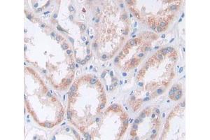 Used in DAB staining on fromalin fixed paraffin- embedded kidney tissue (Secernin 1 antibody  (AA 2-414))