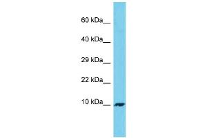 Host: Rabbit Target Name: C7orf69 Sample Type: 293T Whole Cell lysates Antibody Dilution: 1. (C7ORF69 antibody  (C-Term))