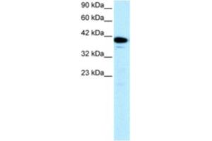 Western Blotting (WB) image for anti-Nuclear Transcription Factor Y, alpha (NFYA) antibody (ABIN2460207) (NFYA antibody)