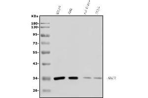Western blot analysis of XRCC2 using anti-XRCC2 antibody (ABIN7601609).