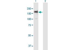 Western Blot analysis of PITPNM1 expression in transfected 293T cell line by PITPNM1 MaxPab polyclonal antibody. (PITPNM1 antibody  (AA 1-1243))