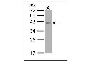 Sample (30 ug of whole cell lysate). (DNASE1 antibody  (AA 1-252))