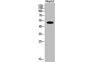 Western Blot analysis of HepG2 cells using Acetyl-Tubulin α (K112) Polyclonal Antibody (TUBA1A/TUBA1B/TUBA1C (acLys112) antibody)