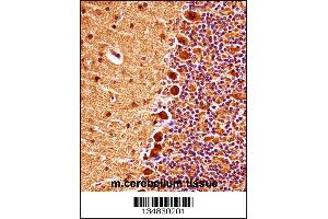 Mouse Mapk9 Antibody immunohistochemistry analysis in formalin fixed and paraffin embedded mouse cerebellum tissue followed by peroxidase conjugation of the secondary antibody and DAB staining.