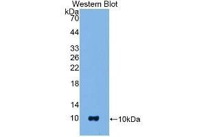 Western Blotting (WB) image for anti-S100 Calcium Binding Protein B (S100B) (AA 1-92) antibody (ABIN1078516)