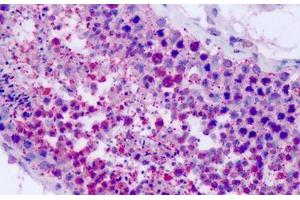 Anti-P2RY8 antibody IHC staining of human testis. (P2RY8 antibody  (Cytoplasmic Domain))