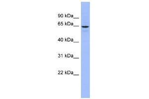 WB Suggested Anti-SLC34A3 Antibody Titration:  0. (SLC34A3 antibody  (Middle Region))