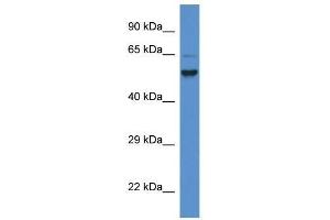 Western Blot showing Pigs antibody used at a concentration of 1.